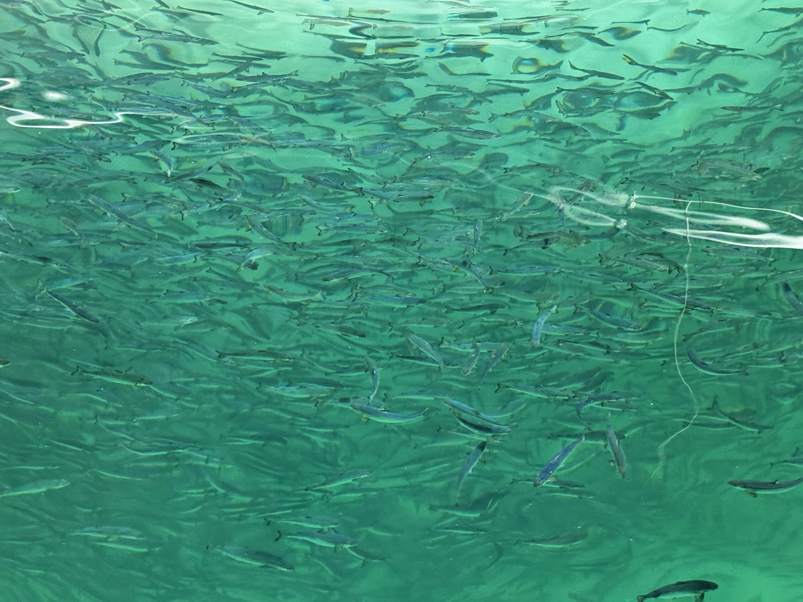 Post-smolt release at Hausvik facility