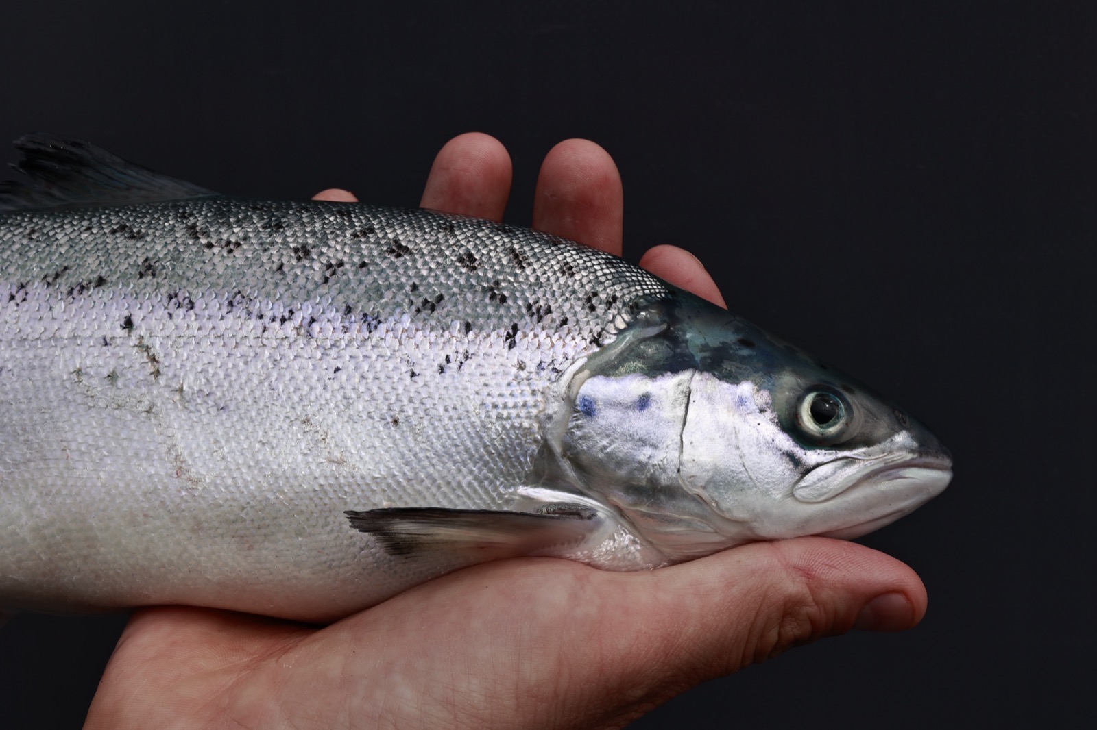 Post-smolt salmon from the Hausvik mRAS facility