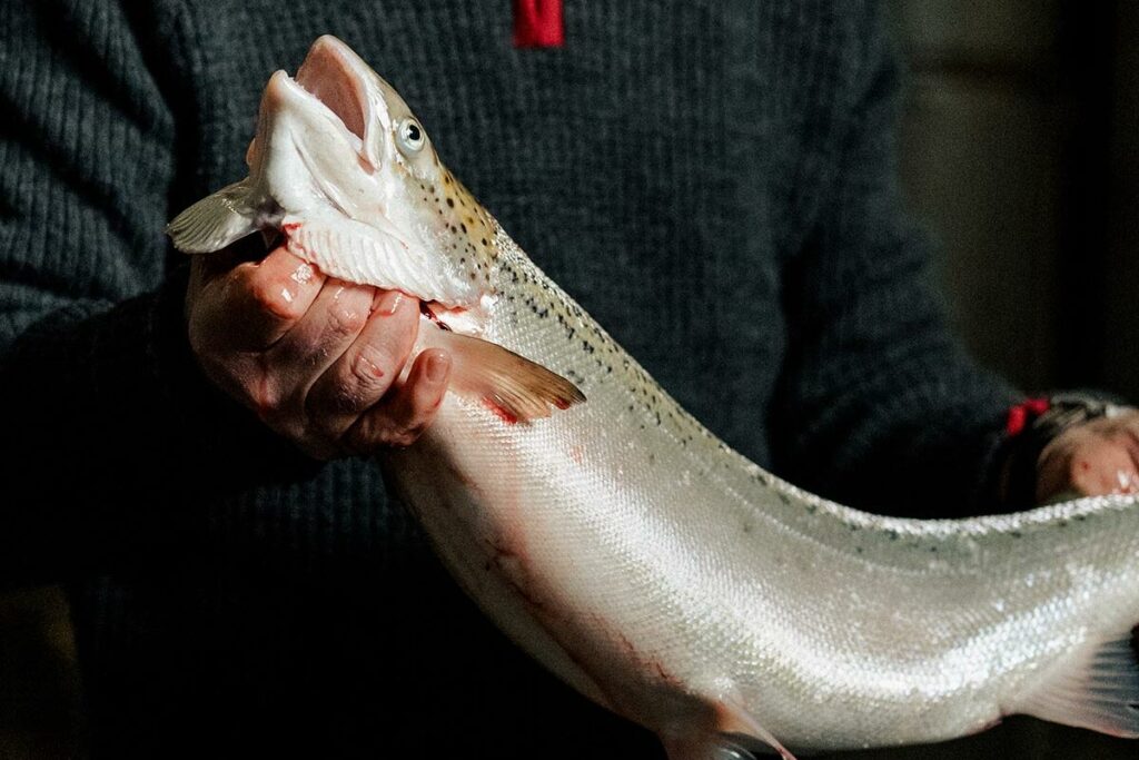 Successful first slaughter at Hausvik